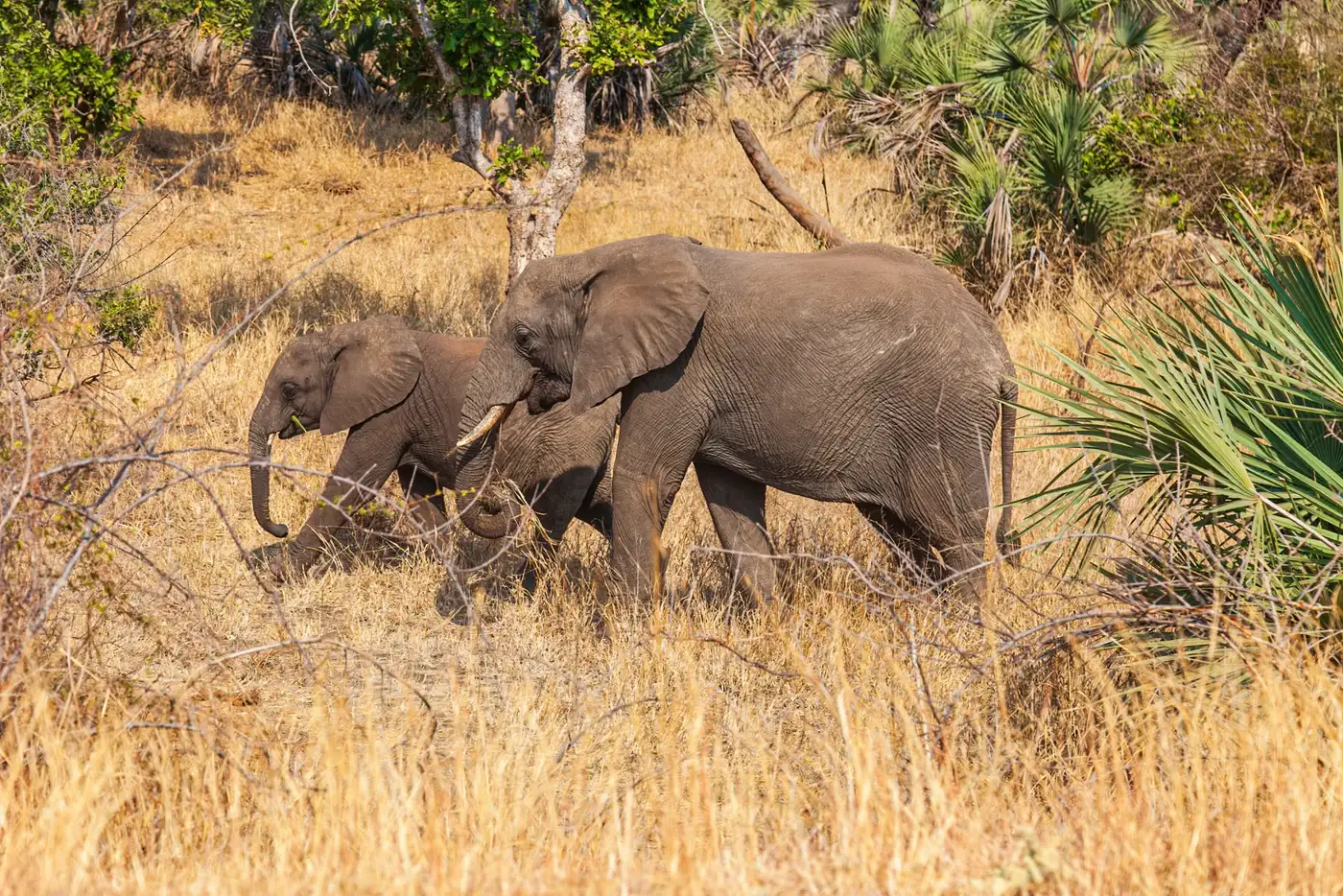 Elephant and calf in Kruger National Park, South Africa