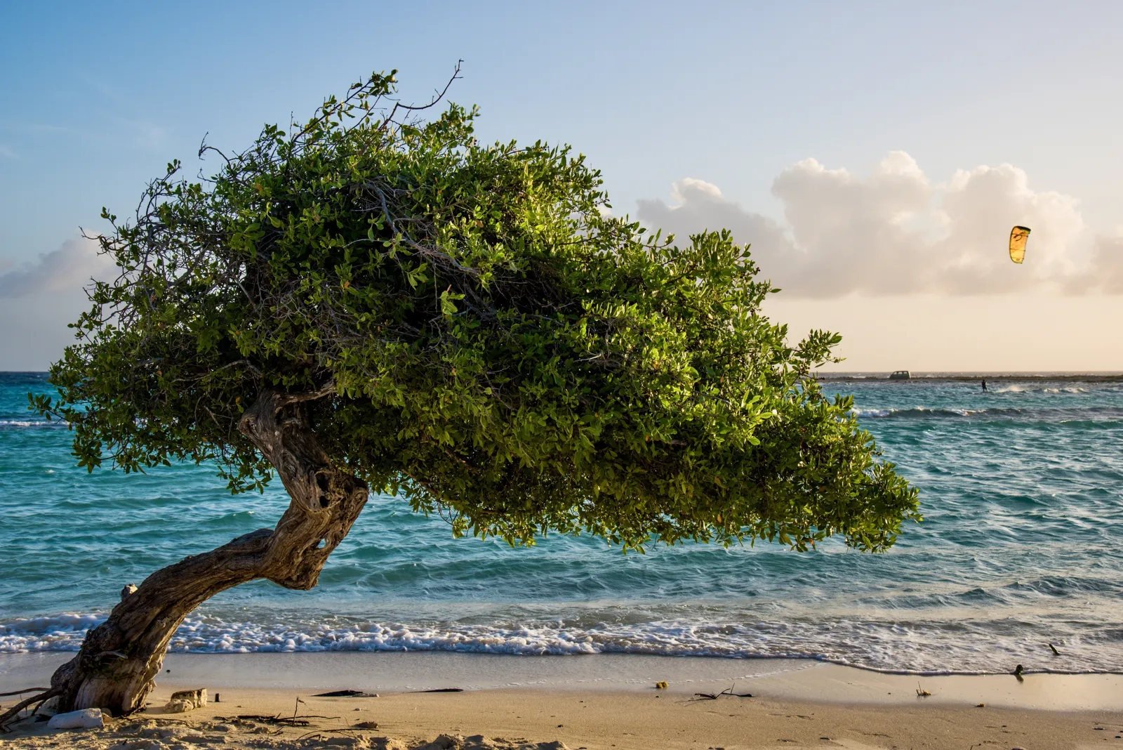 Arbre divi-divi penché sur une plage de sable blanc d'Aruba