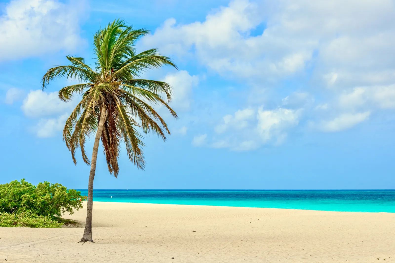 Palm tree on the white sand of Eagle Beach, Aruba