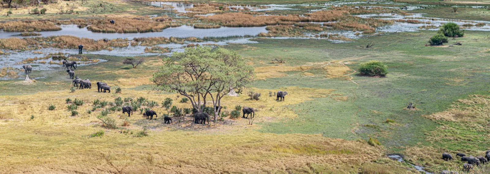 Troupeau d'éléphants dans le delta de l'Okavango vu du ciel