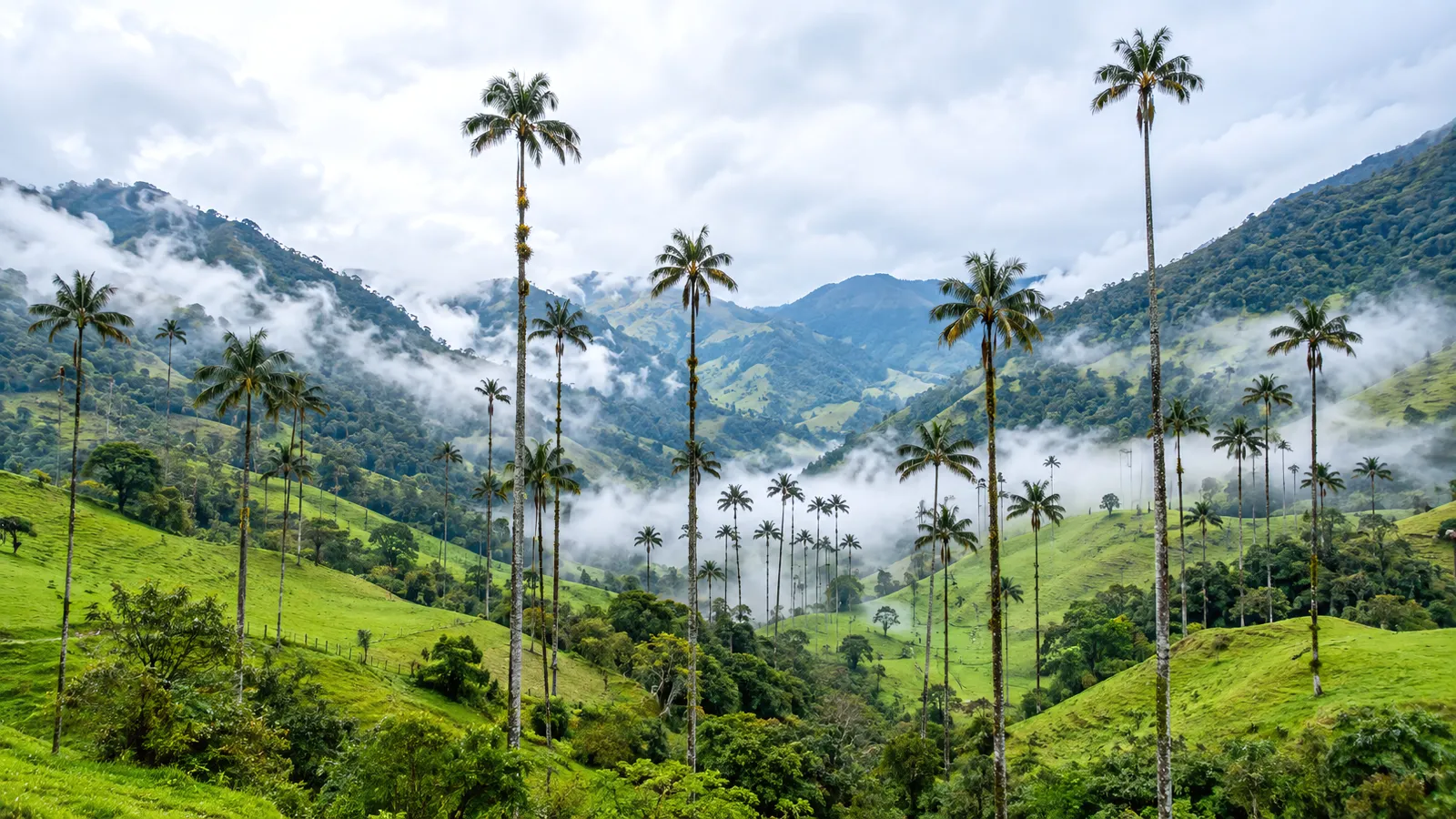 The wax palms of the Cocora Valley, Colombia