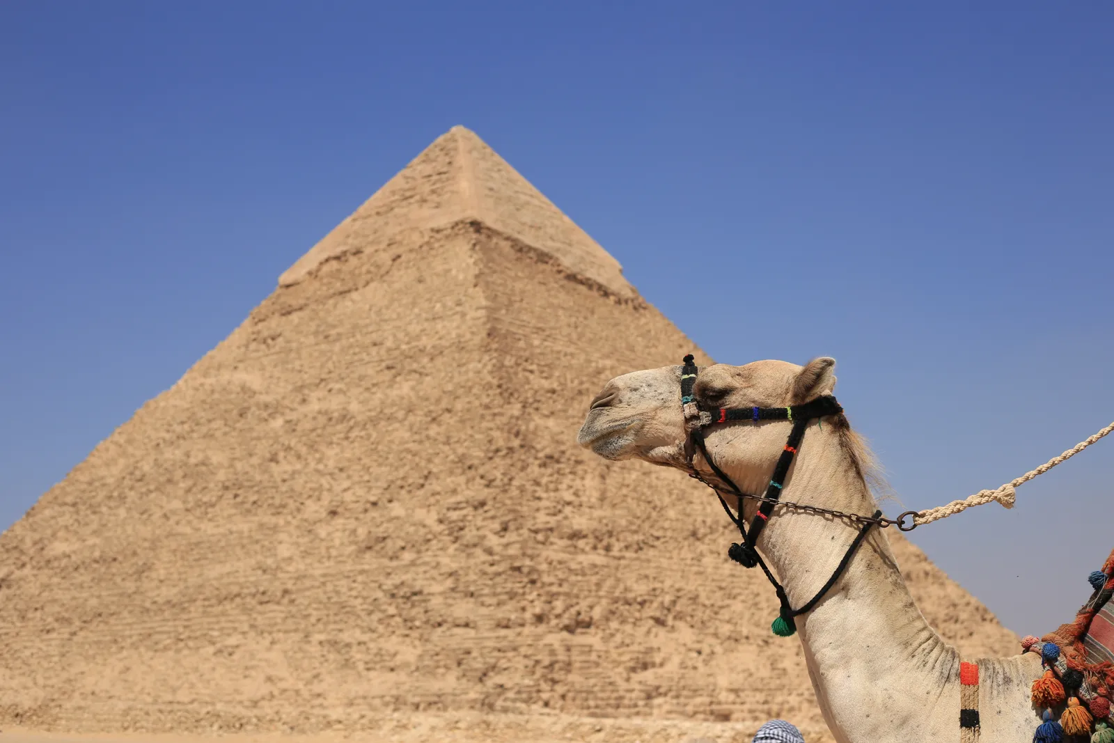 Dromadaire devant les pyramides de Gizeh