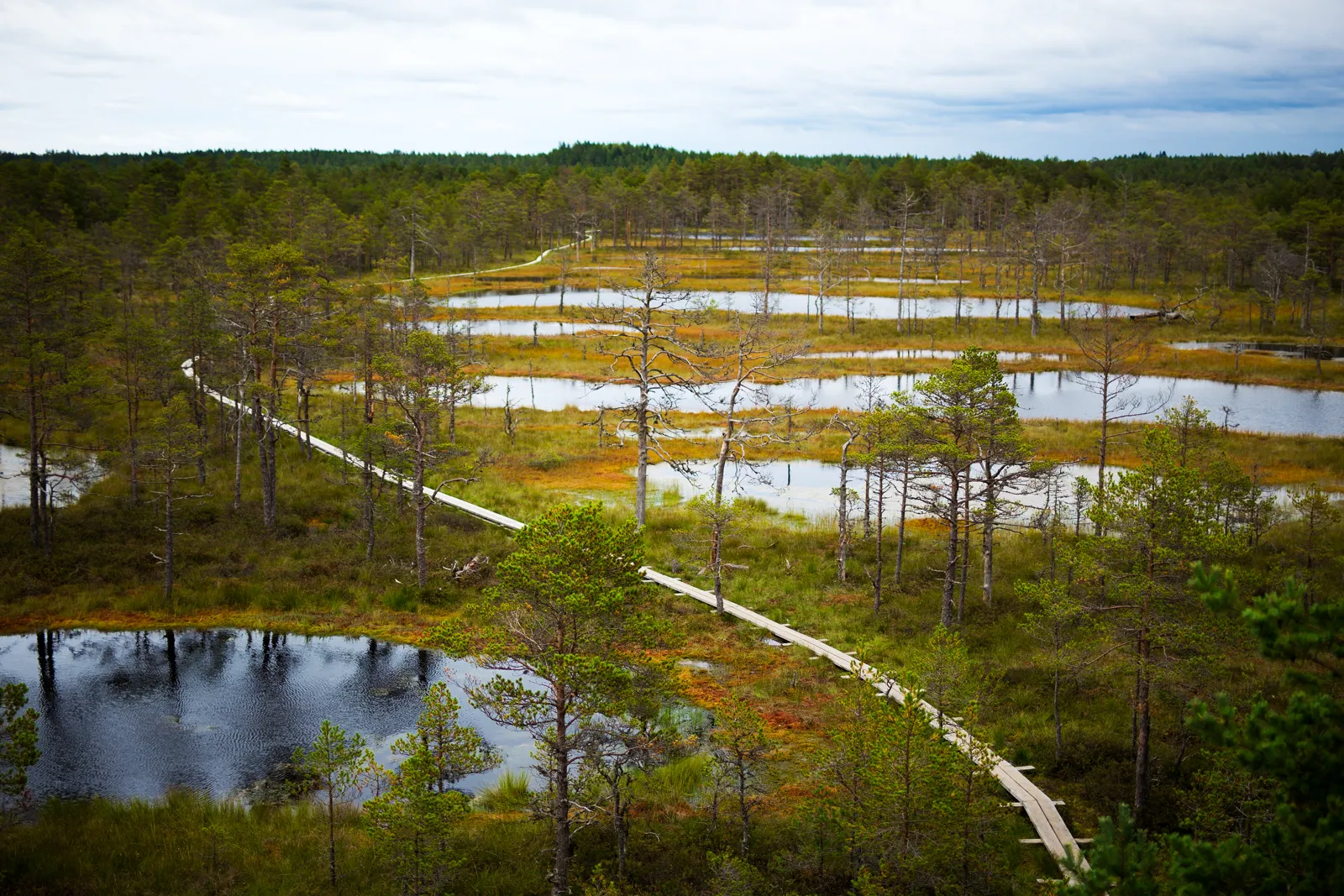 Voyage en Estonie : guide pratique, itinéraires et climat Sentier sur pilotis à travers la tourbière de Viru dans le parc national de Lahemaa