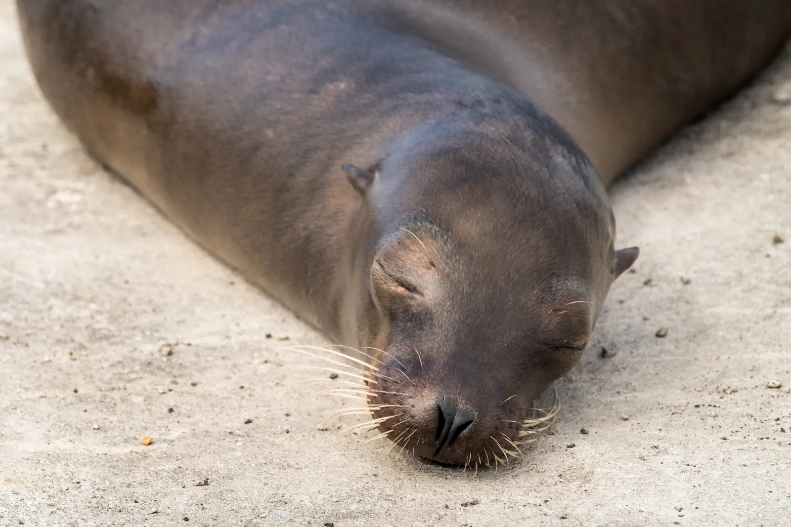 Voyage aux Galápagos : droits d'entrée, îles, croisière et meilleure période Otarie aux îles Galápagos