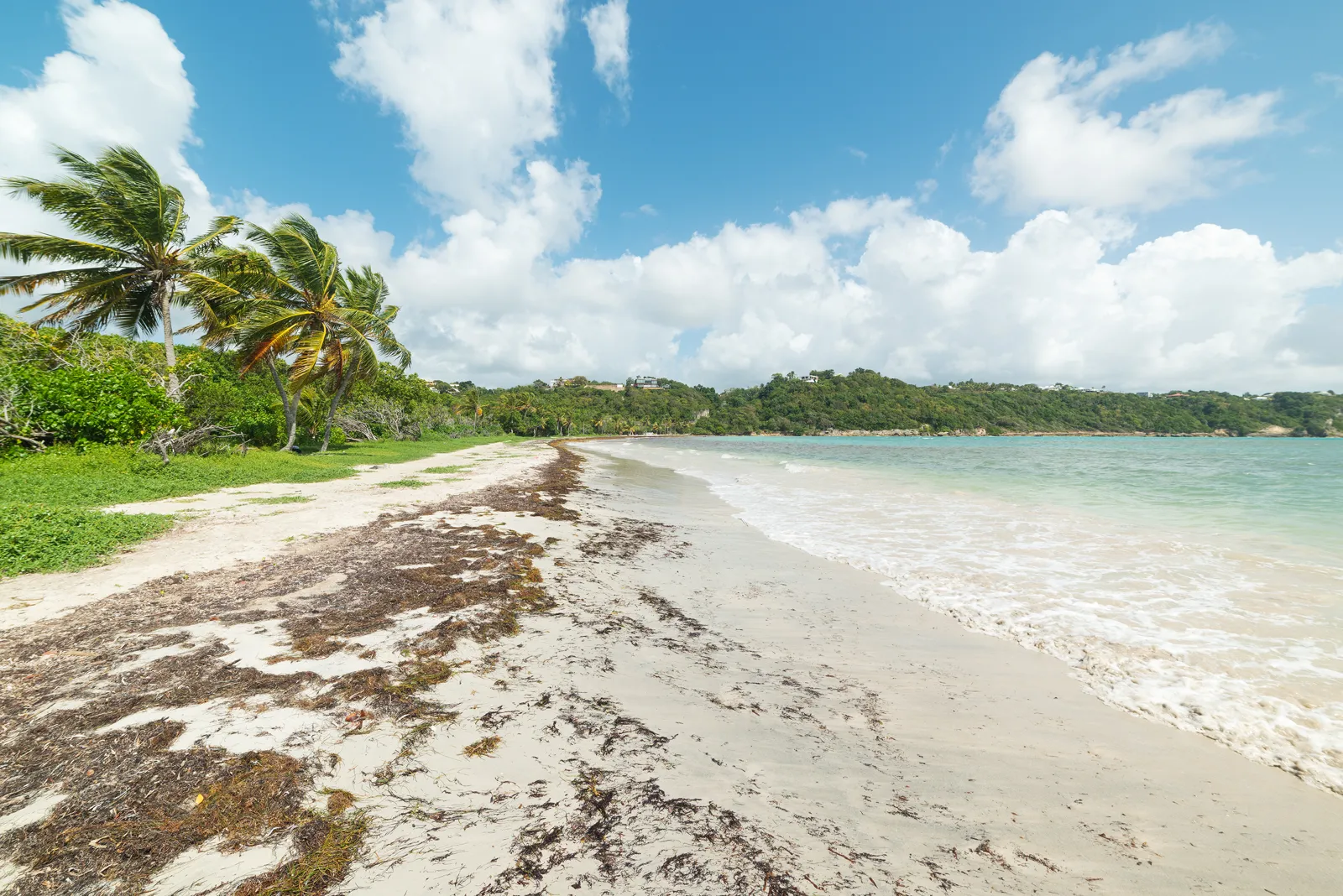 Où partir en janvier ? Nos 12 destinations au soleil et ailleurs Cocotiers au bord de la mer à la plage de la Pointe de la Saline, en Guadeloupe