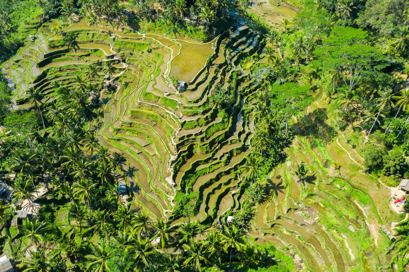 Vue aérienne de rizières en terrasses verdoyantes à Bali