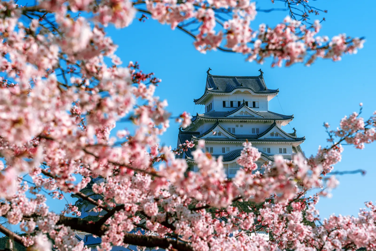 Où partir en avril ? Nos 12 destinations au soleil et ailleurs Cerisiers en fleurs devant le château de Himeji, au Japon