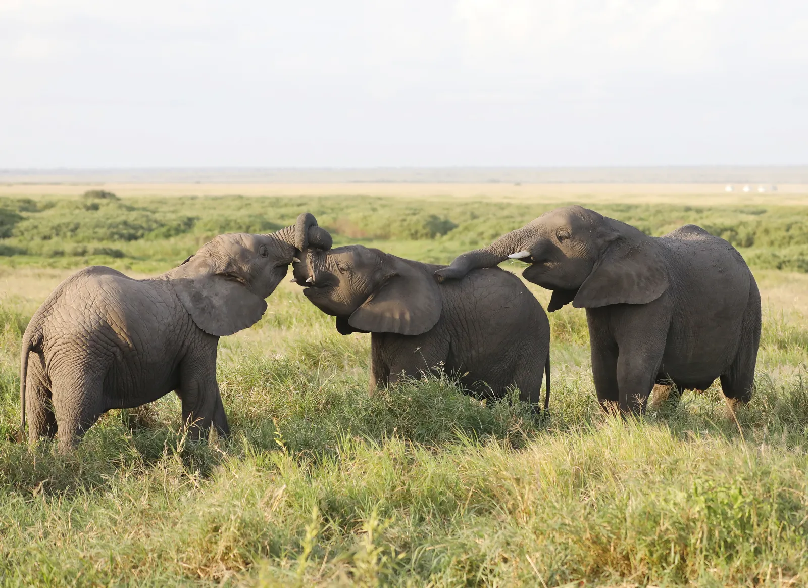 Herd of elephants in Amboseli National Park, Kenya