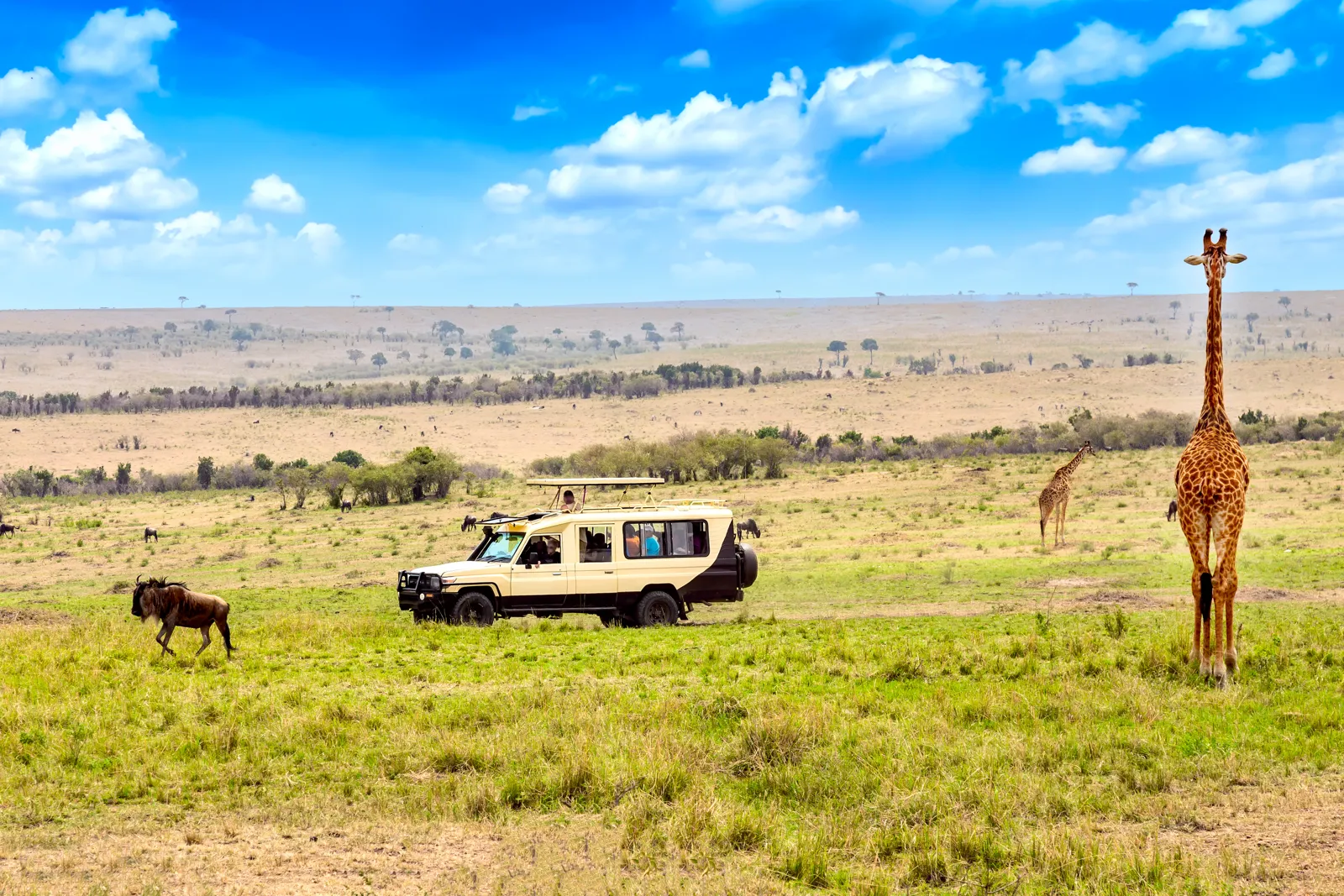 Girafe et gnous près d'un véhicule de safari dans la réserve du Masai Mara, au Kenya