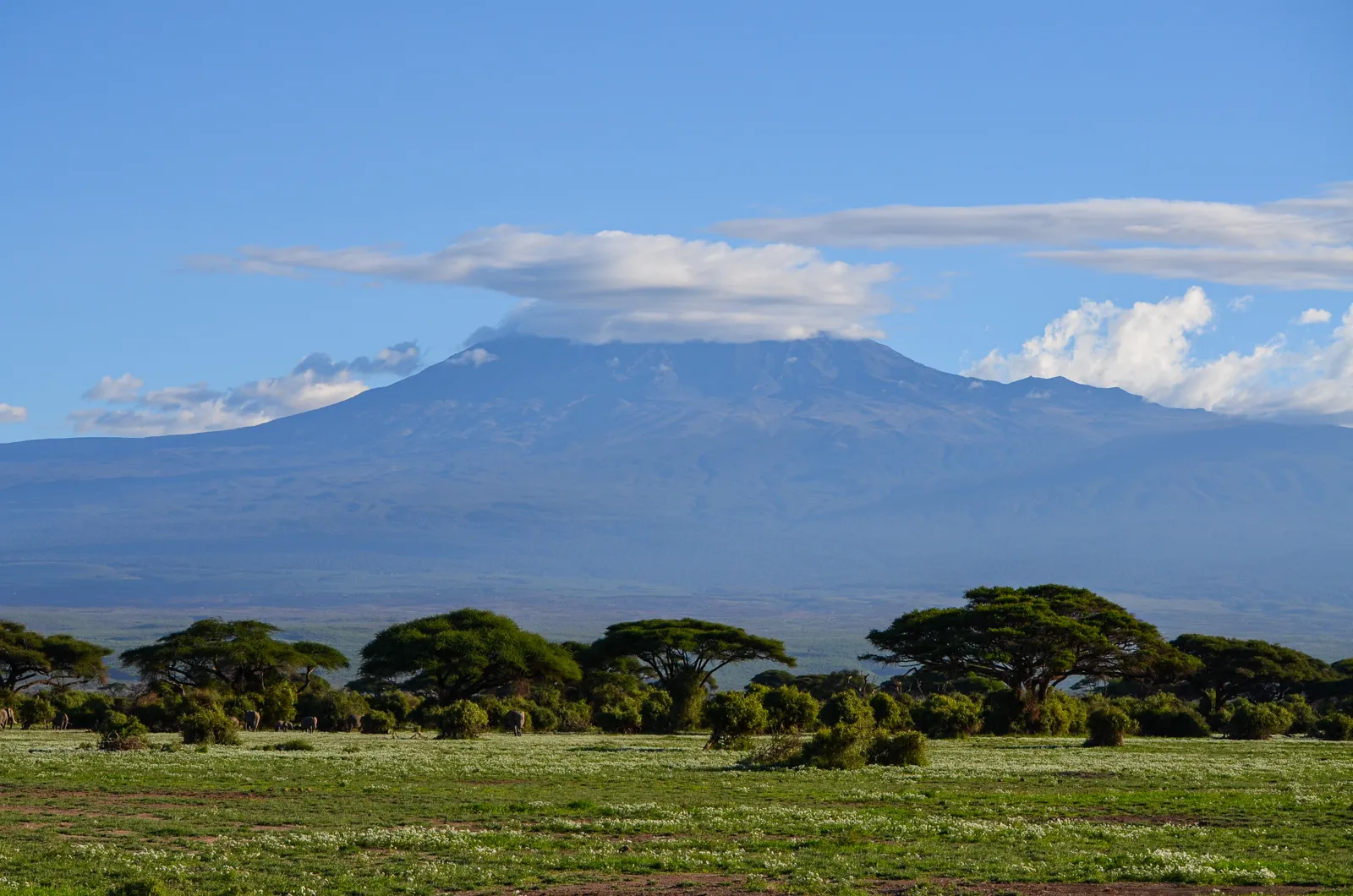Le Kilimandjaro enneigé dominant la savane et une famille d'éléphants