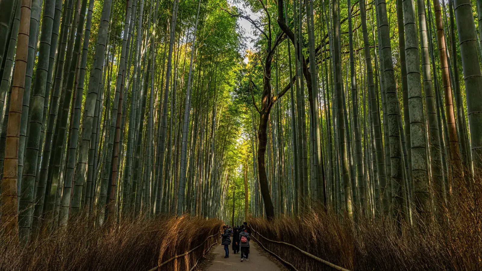 The Arashiyama bamboo grove in Kyoto