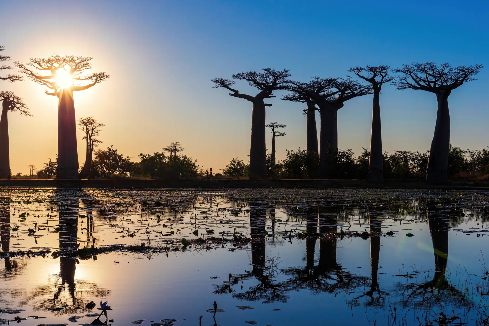 Voyage à Madagascar : guide pratique, itinéraires et budget L'allée des baobabs au coucher du soleil à Madagascar