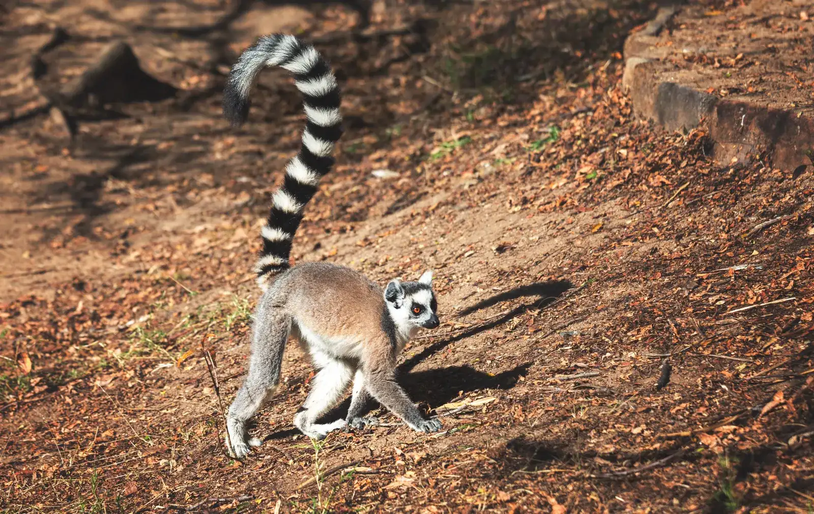 Ring-tailed lemur in its natural habitat in Madagascar