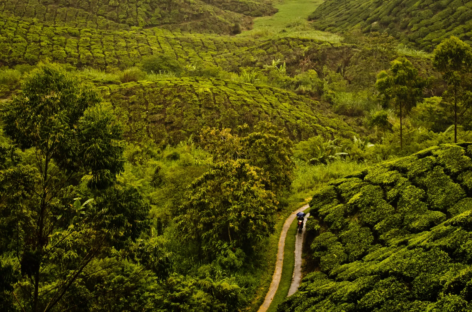 Quand partir en Malaisie ? Meilleure période et climat mois par mois Sentier au milieu d'une plantation de thé en Malaisie