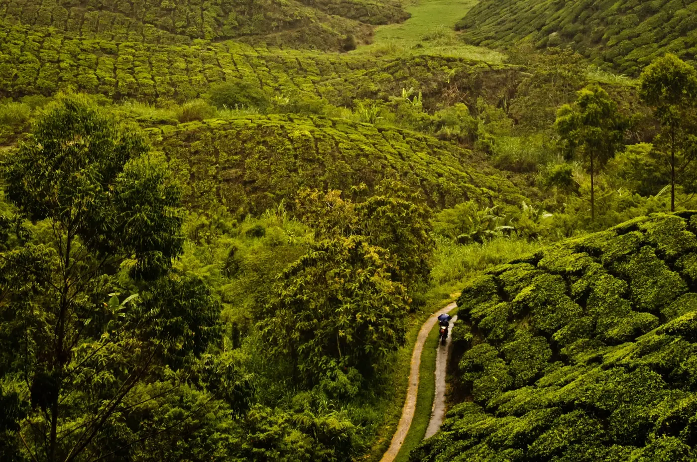 Tea plantation on the hills of Malaysia