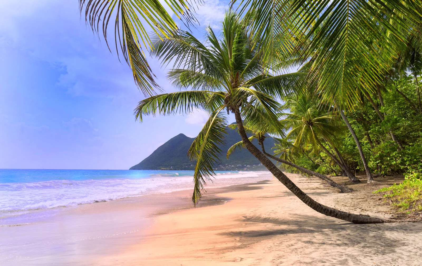 Quand partir en Martinique ? Meilleure période et climat mois par mois Cocotiers sur une plage de sable blanc en Martinique