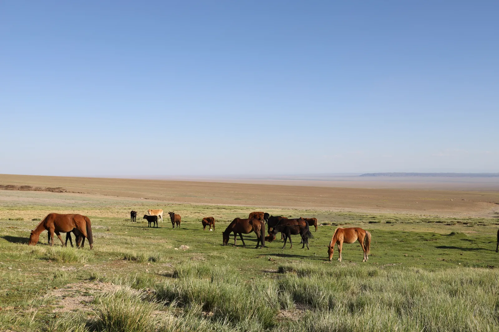 Horses grazing on the Mongolian steppe
