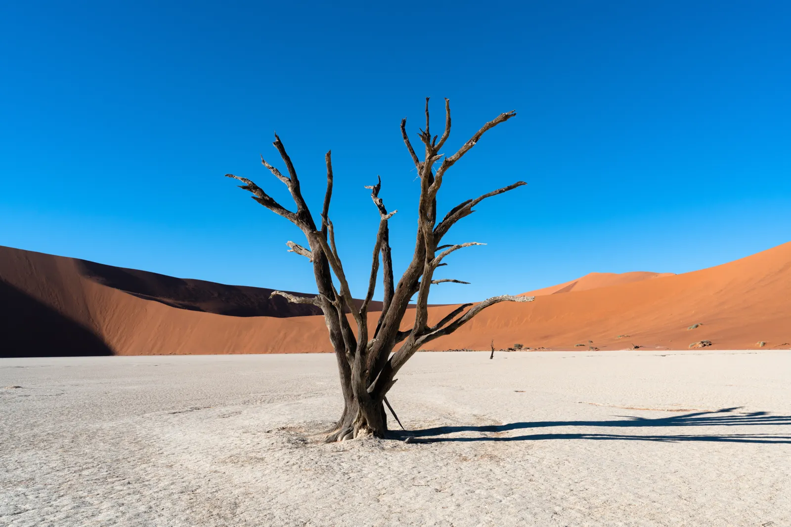 Voyage en Namibie : guide pratique, itinéraires et budget Arbres morts du Deadvlei devant les dunes orange de Sossusvlei, en Namibie