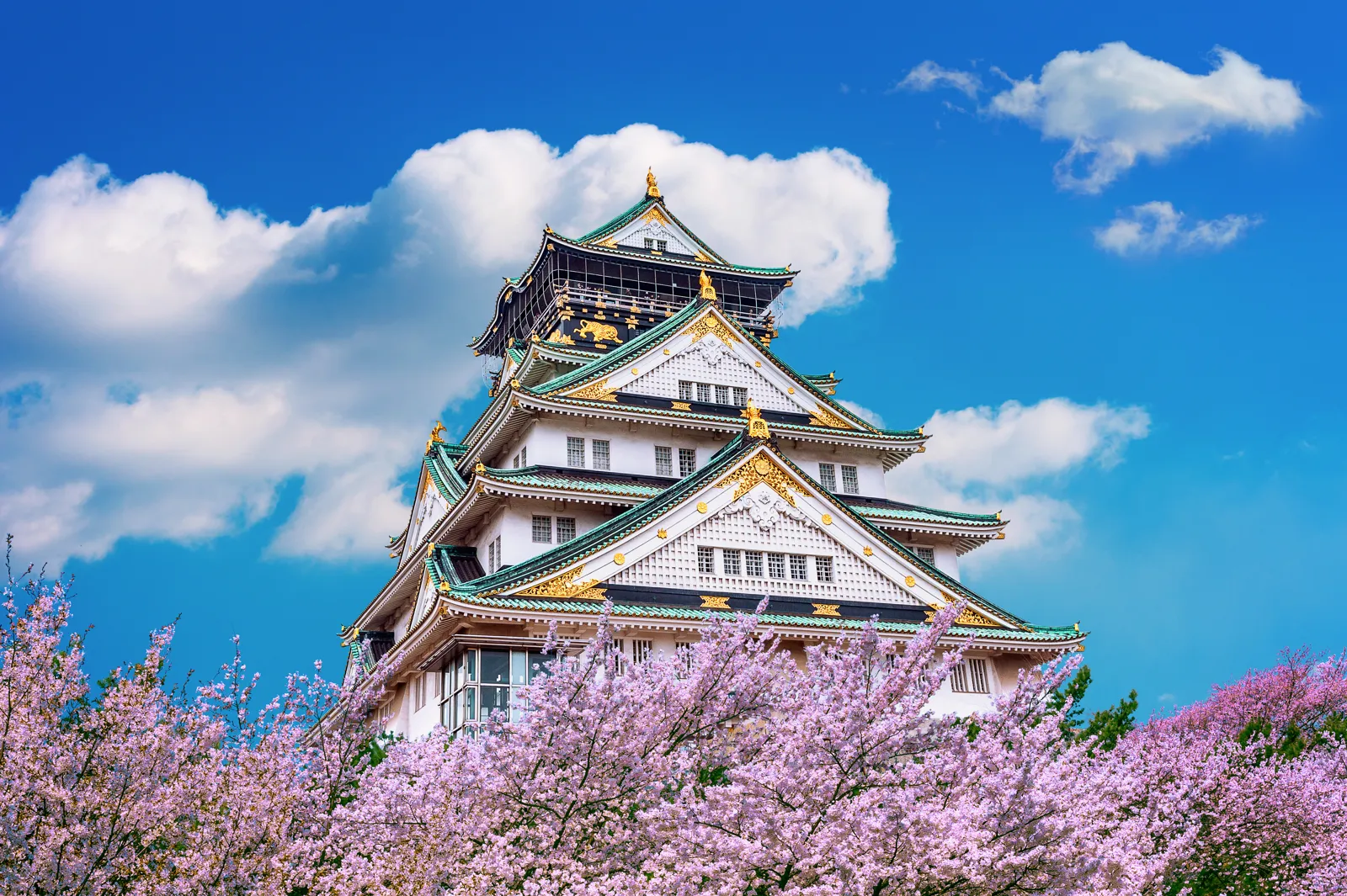 Le château d'Osaka et les cerisiers en fleurs au printemps