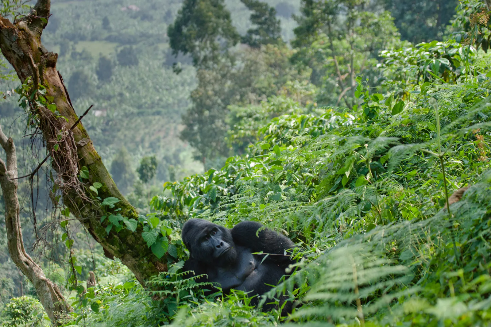 Voyage en Ouganda : guide pratique, itinéraires et budget Gorille des montagnes dans la forêt de Bwindi en Ouganda