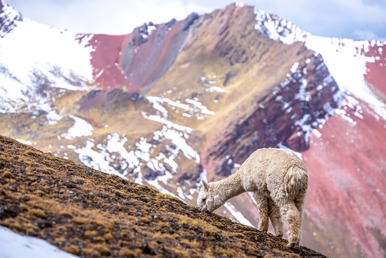 Alpaga blanc broutant sur la montagne Arc-en-ciel, au Pérou