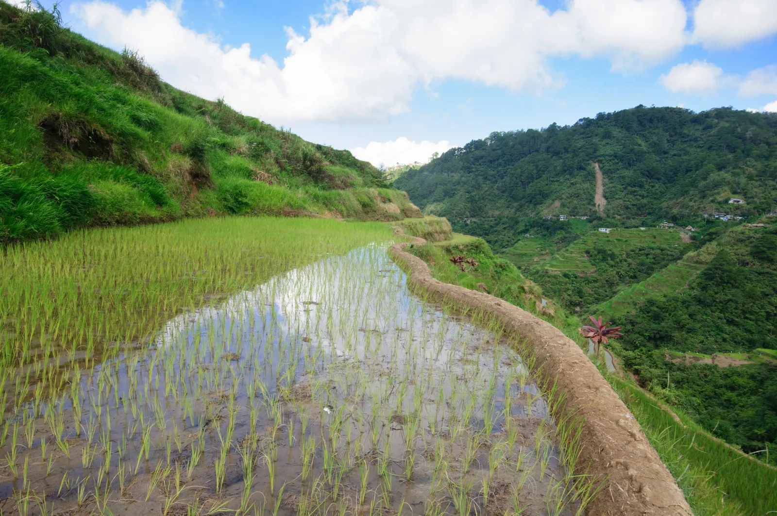 Rizières en terrasses de Banaue, dans la province d'Ifugao