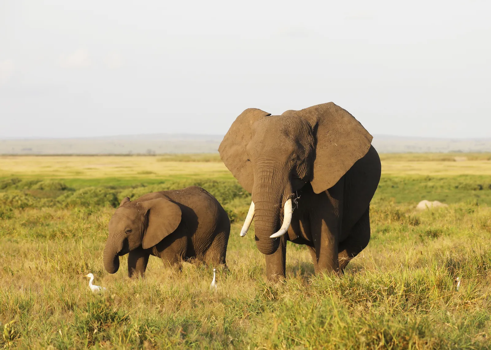 Safari en Afrique : où et quand partir Éléphante et son petit dans la savane du parc national d'Amboseli au Kenya