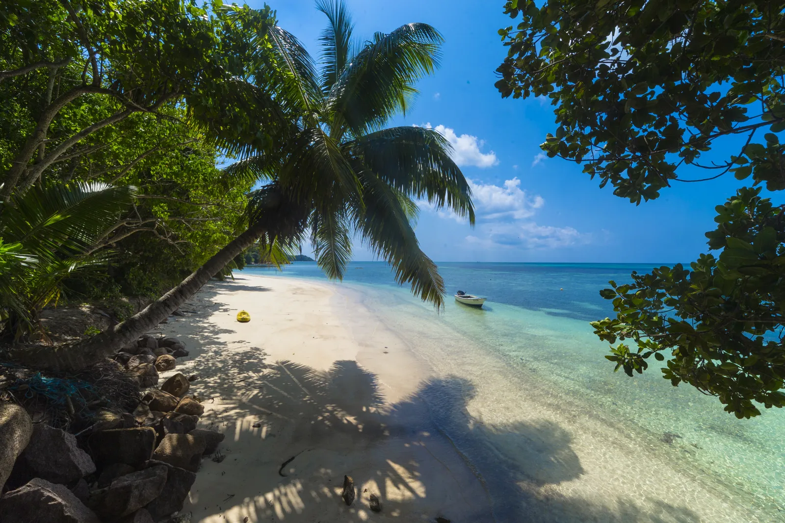 Palmier penché au-dessus d'une plage de Praslin