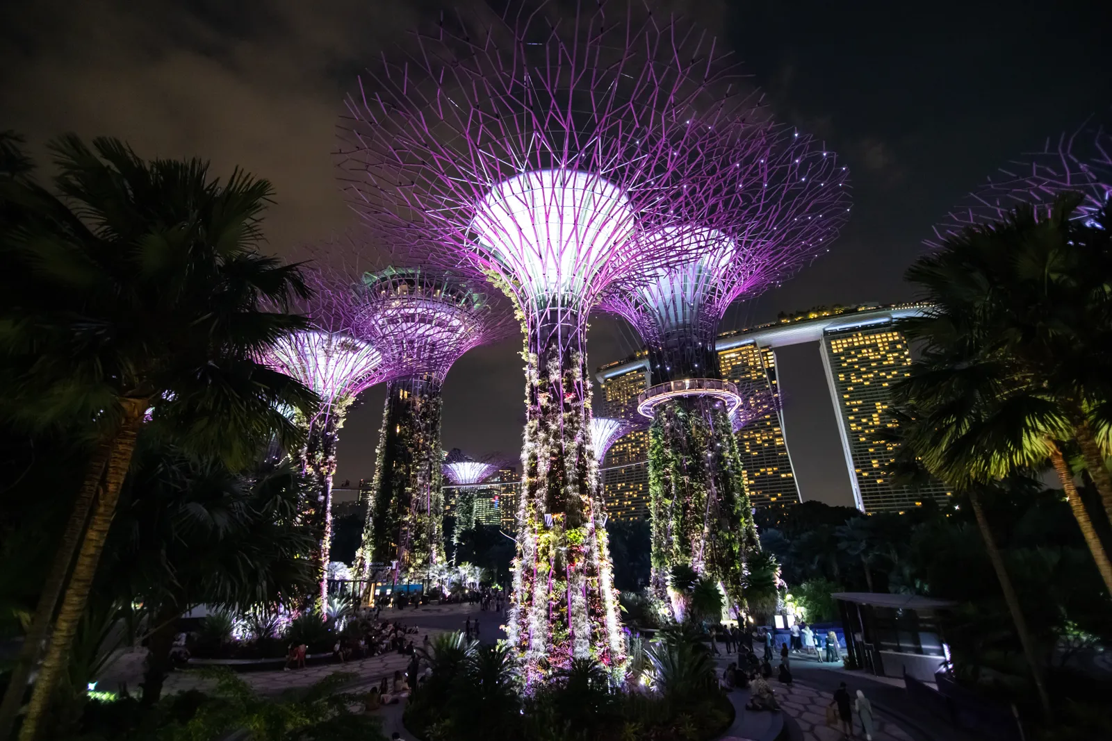 The Supertrees of Gardens by the Bay lit up at night in Singapore