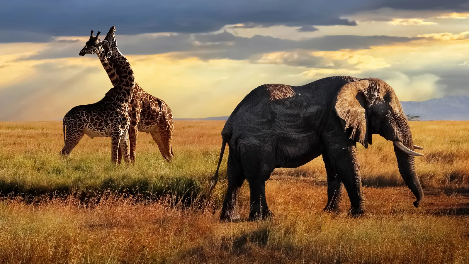 Éléphant et girafes dans le parc national du Serengeti, en Tanzanie
