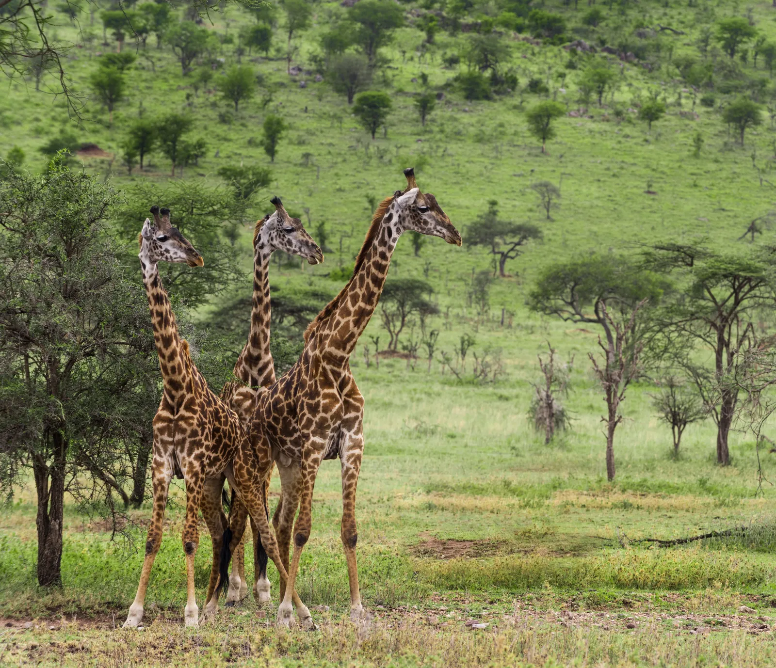 Troupeau de girafes dans le Serengeti, en Tanzanie