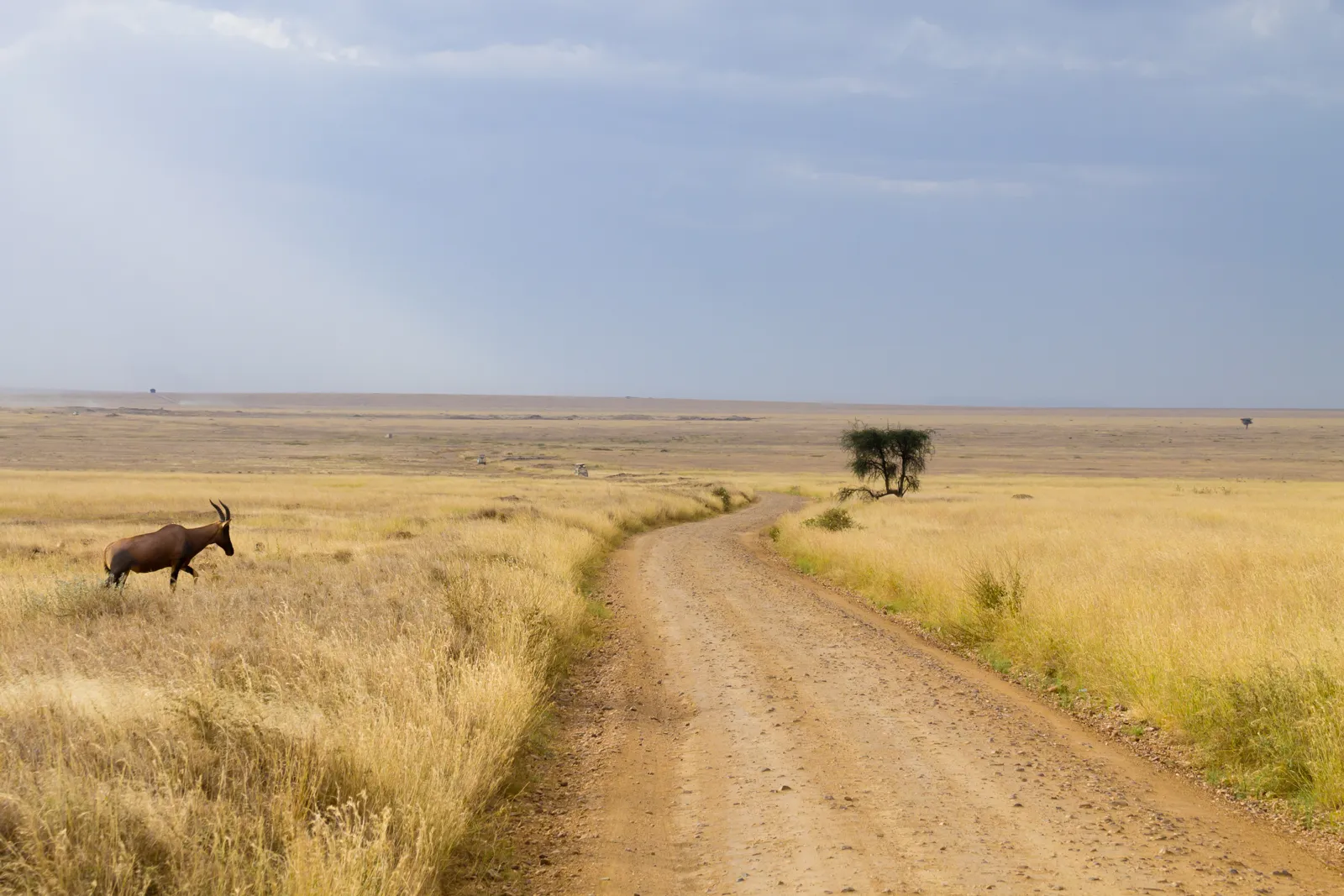 Voyage en Tanzanie : safari, Zanzibar, itinéraires et budget Panorama du parc national du Serengeti, en Tanzanie