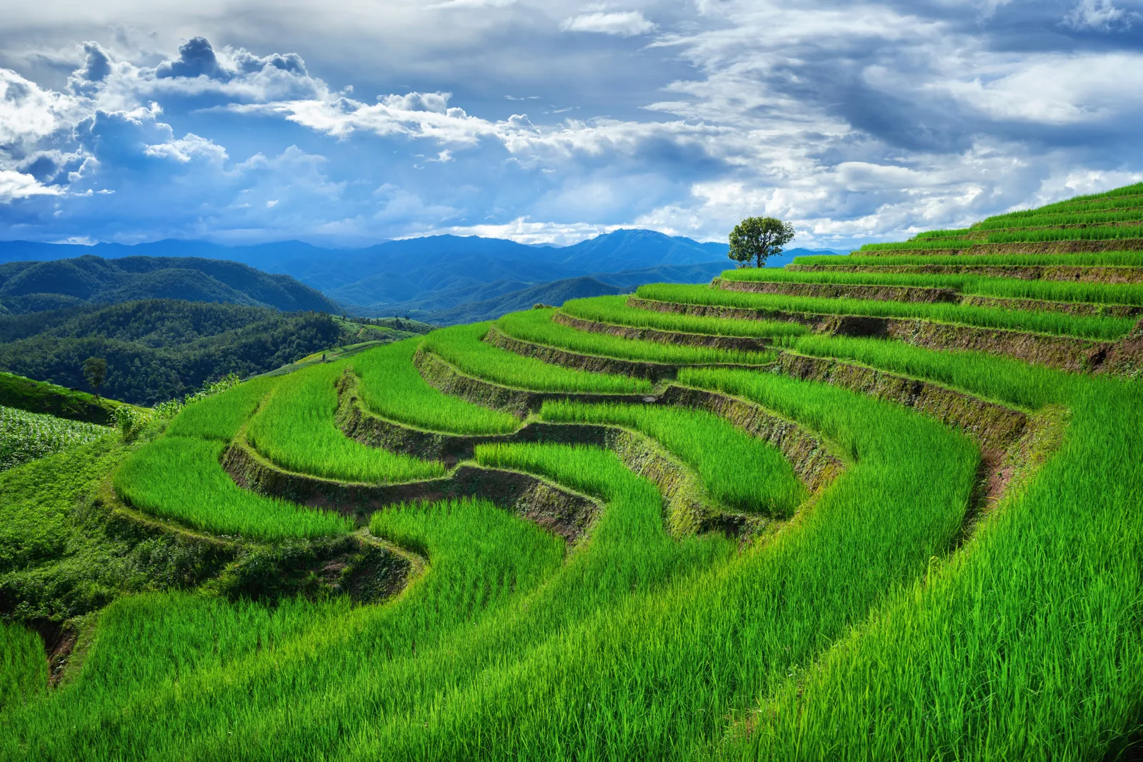 Terraced rice fields at Ban Pa Bong Piang, near Chiang Mai, during the rainy season